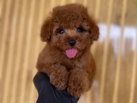 Toy Poodle Bebekler Referans Yavru