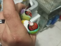 Goldian finch hazır takımlar
