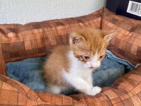 Tekir yavru kedimizi sahiplendirme