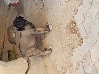 Karabaş Kurtboğan Irkı Köpeğimiz