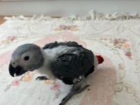 ÇOK TATLI DEĞİLMİ? Jako papağanı tam alıştırmalık