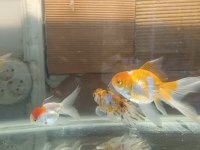 Oranda aslan bas japon balığı