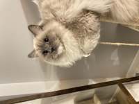 Erkek ragdoll kedime eş arıyorum