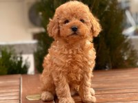 Toy Poodle Yavrular