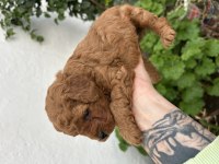 Kore kan toy poodle
