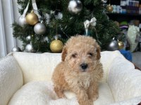 Irkının en güzel örneği orjinal maltipoo