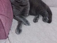 Sevimli ve oyuncu minikler scottish fold