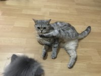 Ücretsiz sahiplendirme kedimiz