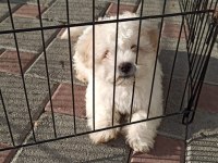 3 Aylık çok Tatlı Maltipoo Köpeğimiz
