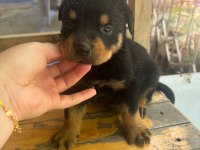Rottweiler Yavrularımız Yeni Yuvasını Arıyor