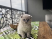 SCOTTISH FOLD BLUE POİNT YAVRULARIM 