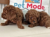 Show kalite kore toy poodle larımız ziyarete açık