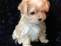A KALİTE MALTİPOO YAVRULAR