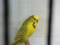 Show jumbo muhabbet kuşları