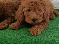 Toy poodle yavrularımız