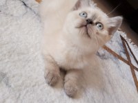 Minik british shorthair kediler
