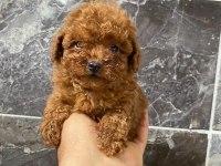 Orjinal minyatür toy poodle yavrular