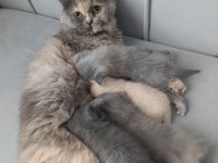 Scottish Fold Kedisi