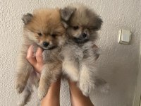 2 aylık yavru Pomeranian sütten yeni kesildi