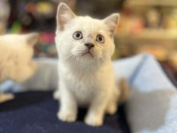 Biblo Güzelliğinde Blue Point British Shorthair