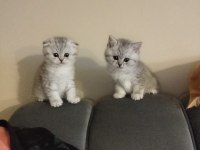 Cici Oğlumuz Erkek Kedimiz