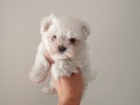 Maltese terrier