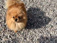 1,5 yaşında kusursuz mini dişi üst kalite pomeranian
