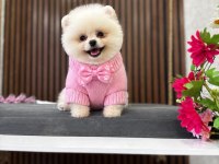 Show Kalite Pomeranian Boo Yavrular