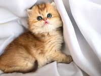 Muhteşem Güzellikte Safkan Belgeli Bebek Kediler
