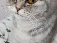 Uygun yavru scottish fold dişi