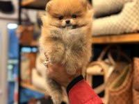 Adana Pomeranian boo Ayı Surat Yavru