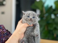 Teslime hazır show class scottish fold bebekler