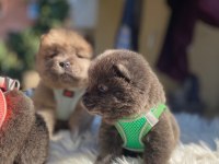 TOSUNCUK DİŞİ ERKEK CHOW CHOW YAVRULAR
