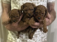 Güzel ve sağlıklı poodle bebekler
