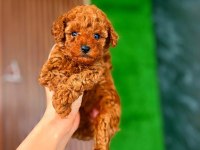 ŞEKER KADAR TATLI POODLE