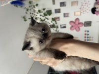 Safkan Exotic Shorthair Yavrular