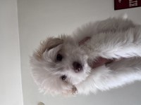 3 AYLIK POODLE