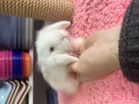 Renk renk hollanda ve teddy lop bebek tavşanlar