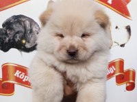Chow chow bebek köpeklerimiz