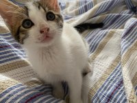 2 AYLIK ERKEK TEKİR KEDİMİZ YENİ YUVASINI ARIYOR