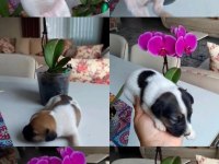 Jack russell minnikler