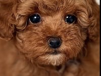 Toy Poodle Kore Köpeğimiz