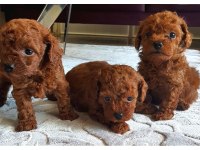 Şecereli Anne Babadan Kore Kan Toy Poodle Yavrularımız