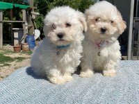 Kar tanesi maltipoo köpekler