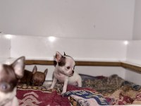 XS TEACUP ORJİNAL CHİHUAHUA BEBEKLER
