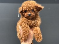 Petmode köpek çiftliğinde ziyarete açık toy poodle