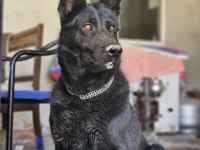 Siyah kurtların en iyisi Solid black