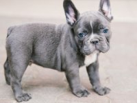BLUE EXOTİC DİŞİ ERKEK FRENCH BULLDOG YAVRULARIMIZ