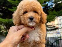 Maltipoo korean