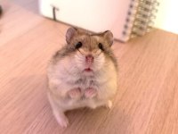 HAMSTER-GONZALES YAVRULARIMIZ HERYERE GÖNDERİM
